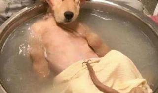 泰迪多大可以洗澡 狗多大可以洗澡